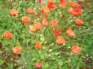 K1600 DSC08175